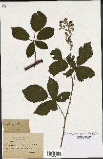 spécimen de Rubus candicans