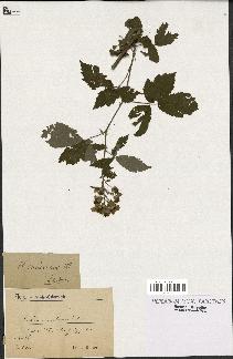 spécimen de Rubus candicans