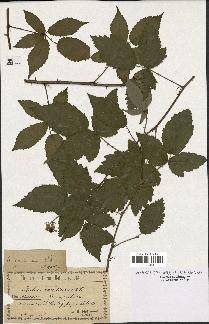 spécimen de Rubus candicans