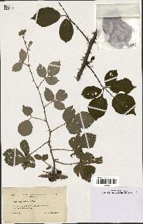 spécimen de Rubus bifrons