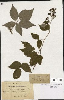 spécimen de Rubus thyrsoideus