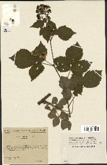 spécimen de Rubus ambifarius