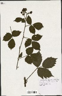 spécimen de Rubus multifidus