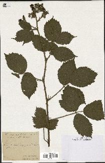 spécimen de Rubus multifidus