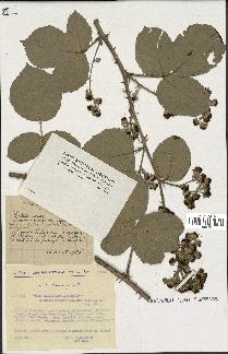 spécimen de Rubus ulmifolius x caesius