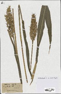 spécimen de Andropogon sorghum