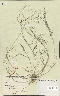 spécimen de Eragrostis sp.