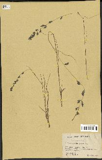 spécimen de Eragrostis sp.