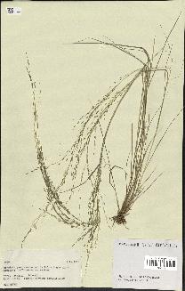 spécimen de Eragrostis sp.