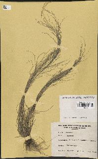 spécimen de Eragrostis sp.