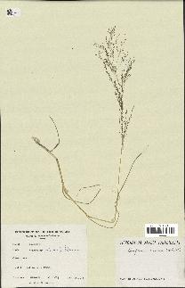 spécimen de Eragrostis pilosa