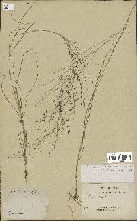 spécimen de Eragrostis pilosa