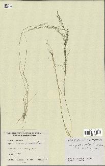 spécimen de Eragrostis pilosa