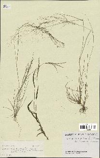 spécimen de Eragrostis pilosa