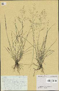 spécimen de Eragrostis pilosa