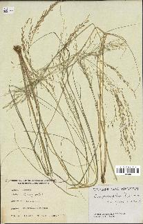 spécimen de Eragrostis pilosa