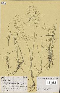 spécimen de Eragrostis pilosa