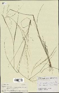 spécimen de Eragrostis pilosa