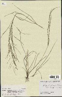 spécimen de Eragrostis pilosa