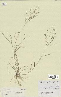 spécimen de Eragrostis pilosa