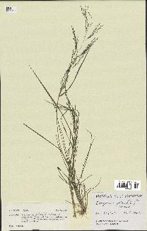 spécimen de Eragrostis pilosa