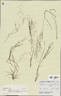 spécimen de Eragrostis pilosa