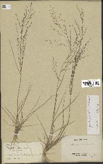 spécimen de Eragrostis pilosa