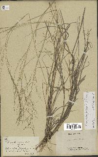 spécimen de Eragrostis pilosa