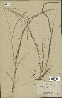 spécimen de Eragrostis pilosa