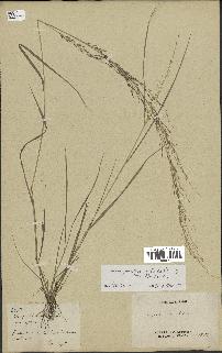 spécimen de Eragrostis pilosa