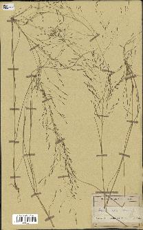 spécimen de Eragrostis pilosa