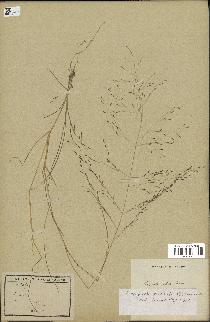 spécimen de Eragrostis pilosa