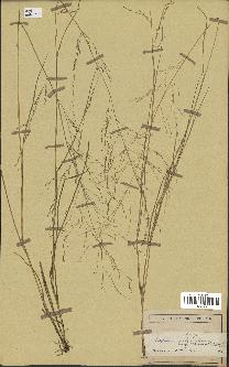 spécimen de Eragrostis pilosa