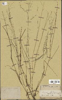 spécimen de Eragrostis pilosa