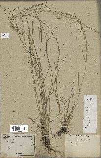 spécimen de Eragrostis pilosa