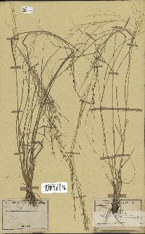 spécimen de Eragrostis pilosa