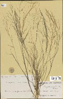 spécimen de Eragrostis pilosa