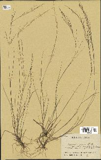 spécimen de Eragrostis pilosa