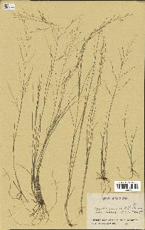 spécimen de Eragrostis pilosa