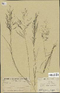 spécimen de Eragrostis pilosa