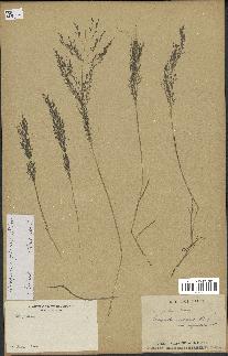 spécimen de Eragrostis pilosa