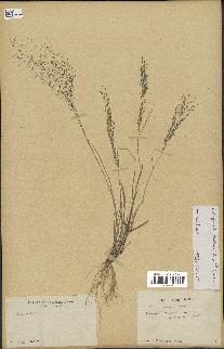 spécimen de Eragrostis pilosa