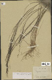 spécimen de Eragrostis pilosa