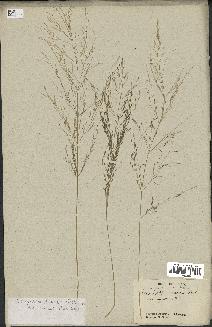 spécimen de Eragrostis pilosa