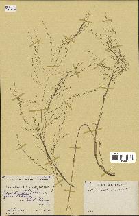 spécimen de Eragrostis pilosa