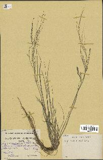 spécimen de Eragrostis pilosa