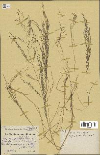 spécimen de Eragrostis pilosa