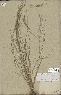 spécimen de Eragrostis pilosa