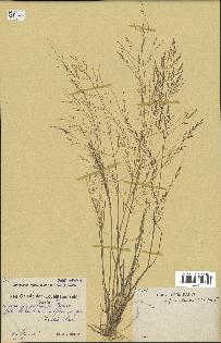 spécimen de Eragrostis pilosa