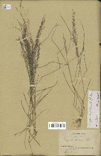 spécimen de Eragrostis pilosa